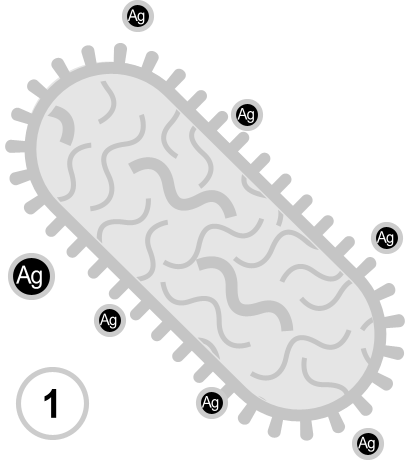 Silver ions break through pathogen cell walls.