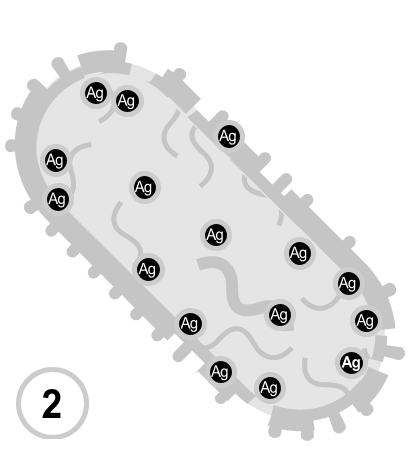 Disrupts respiration function.